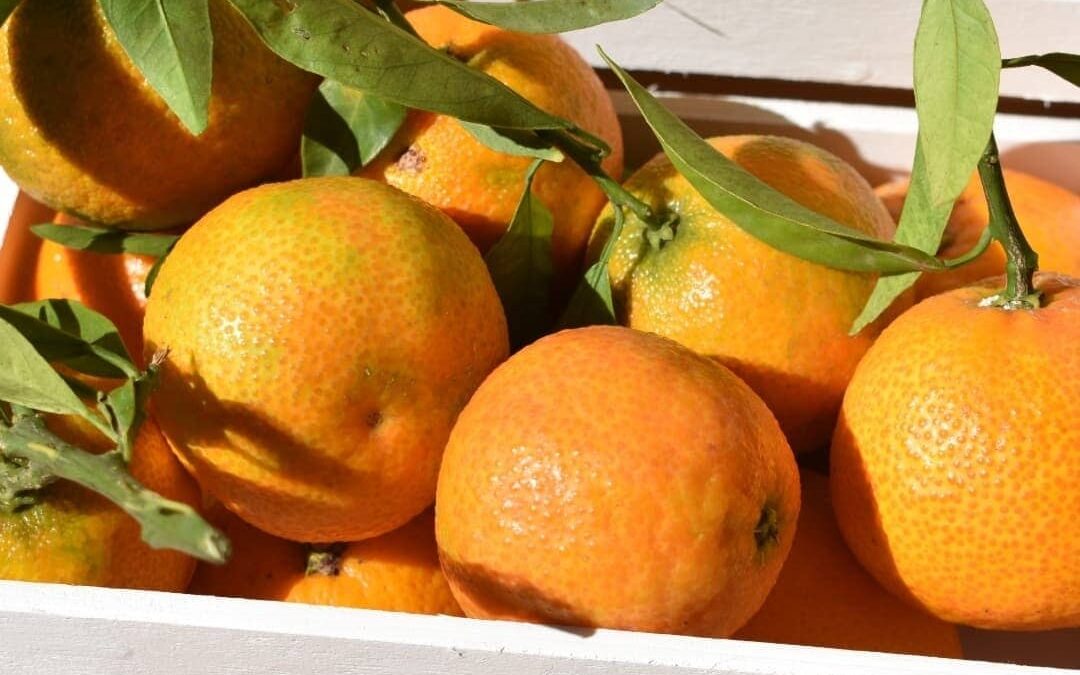 Fruites i Verdures Herba Sana