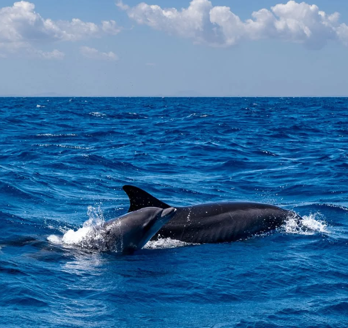 Alcudia Sea Explorer